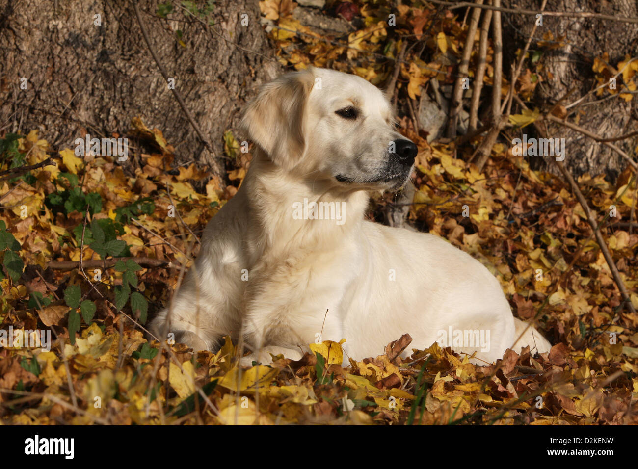 Dog Golden Retriever adult lying in the dead leaves Stock Photo - Alamy