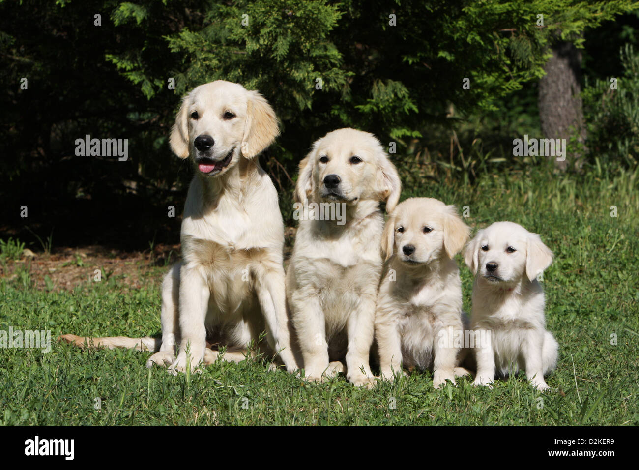Dog Golden Retriever   Family of different generations (Young's and puppies) by size Stock Photo