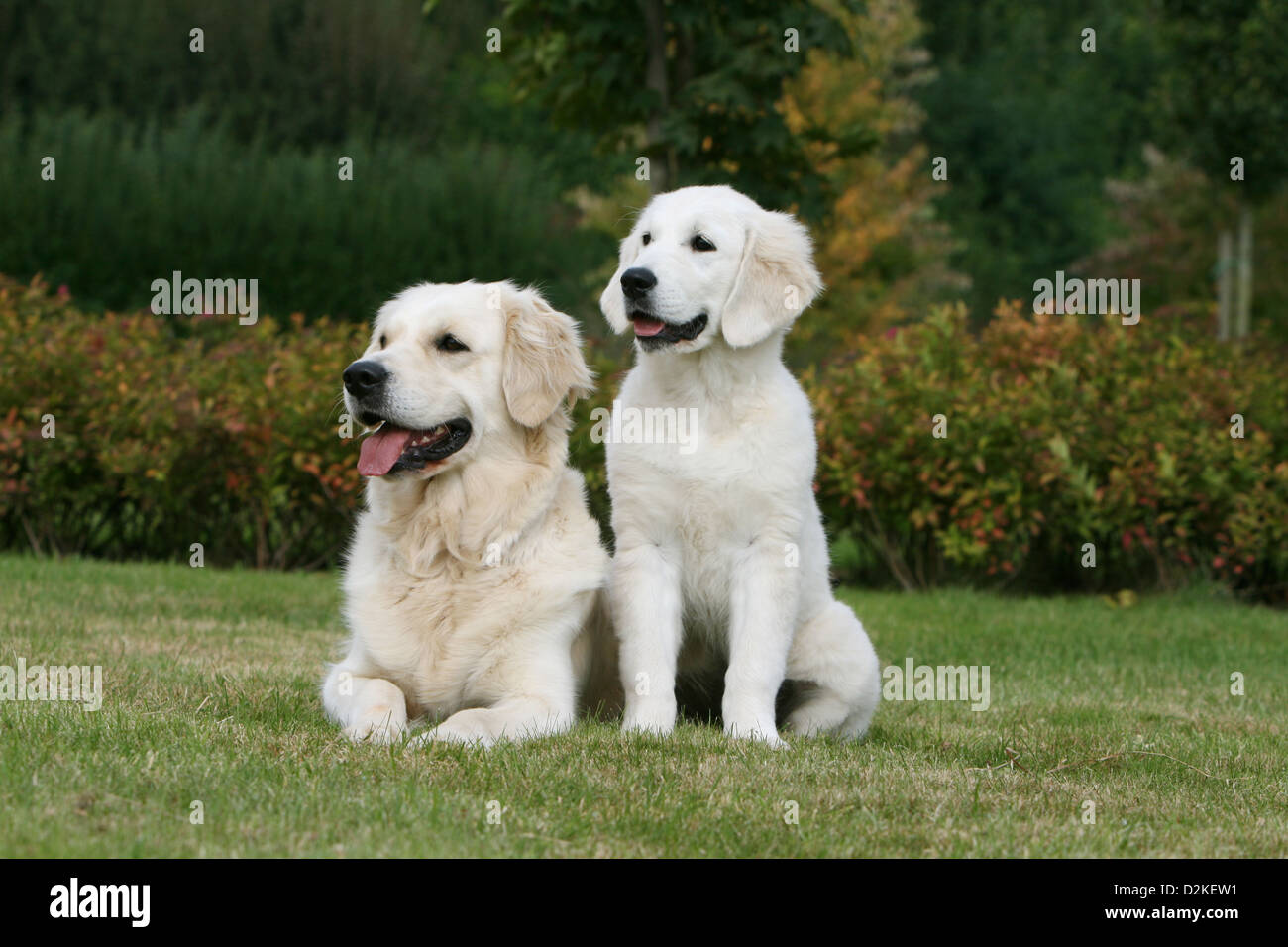 Golden retriever in the park hi-res stock photography and images - Alamy