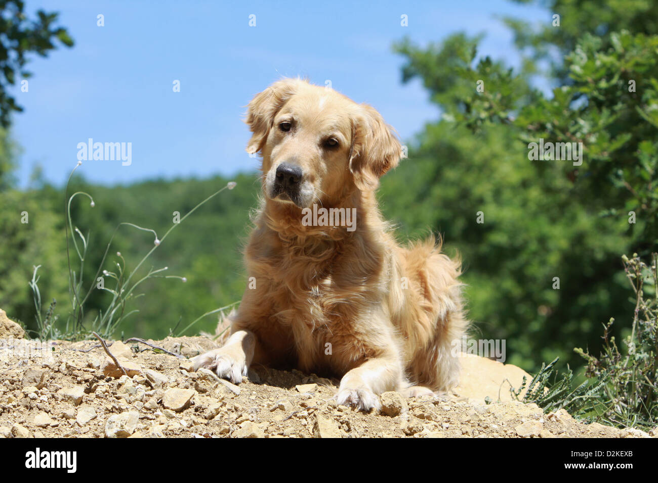 Golden retriever lying down hi-res stock photography and images - Alamy