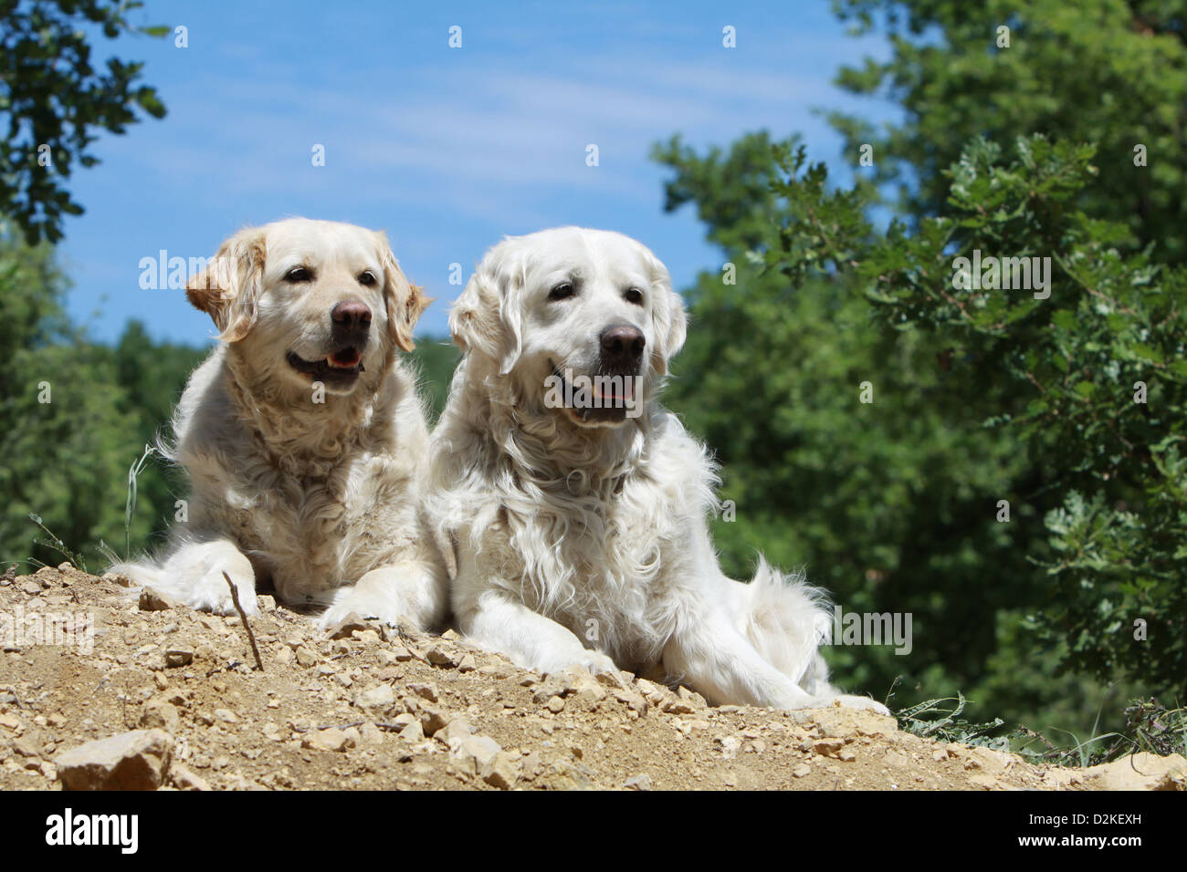 Dog Golden Retriever two adults lying on the ground Stock Photo - Alamy