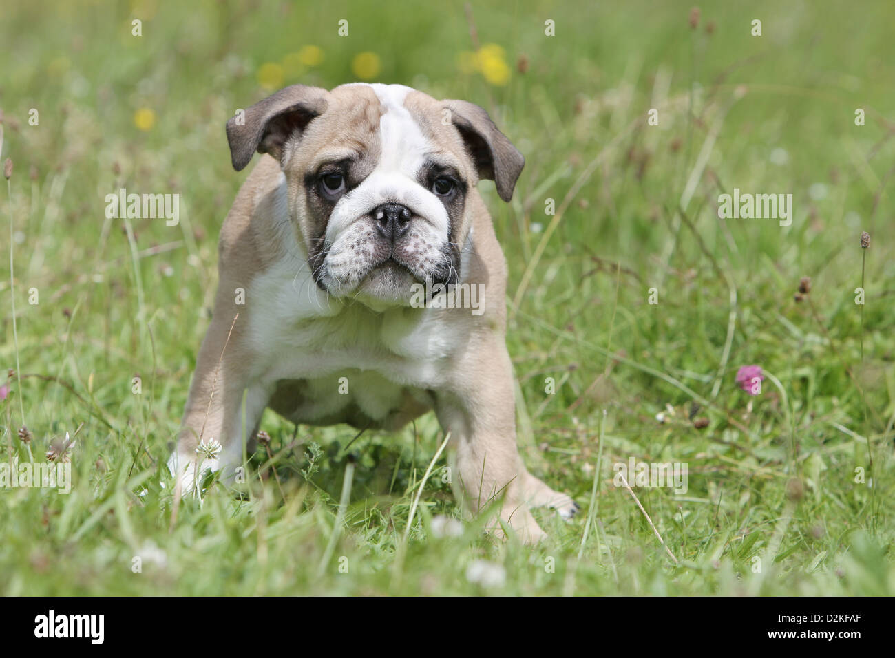 Dog English Bulldog puppy standing in a meadow Stock Photo - Alamy
