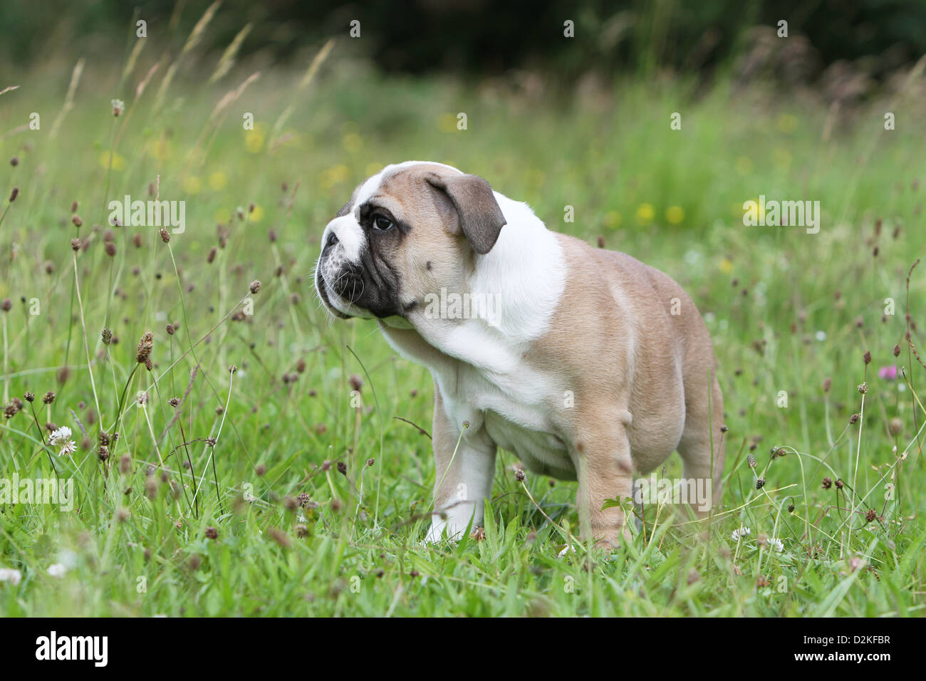 https://c8.alamy.com/comp/D2KFBR/dog-english-bulldog-puppy-standing-in-a-meadow-D2KFBR.jpg