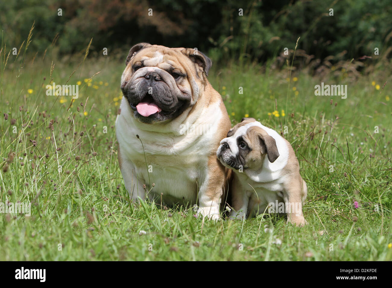 Dog English Bulldog adult and puppy in a meadow Stock Photo