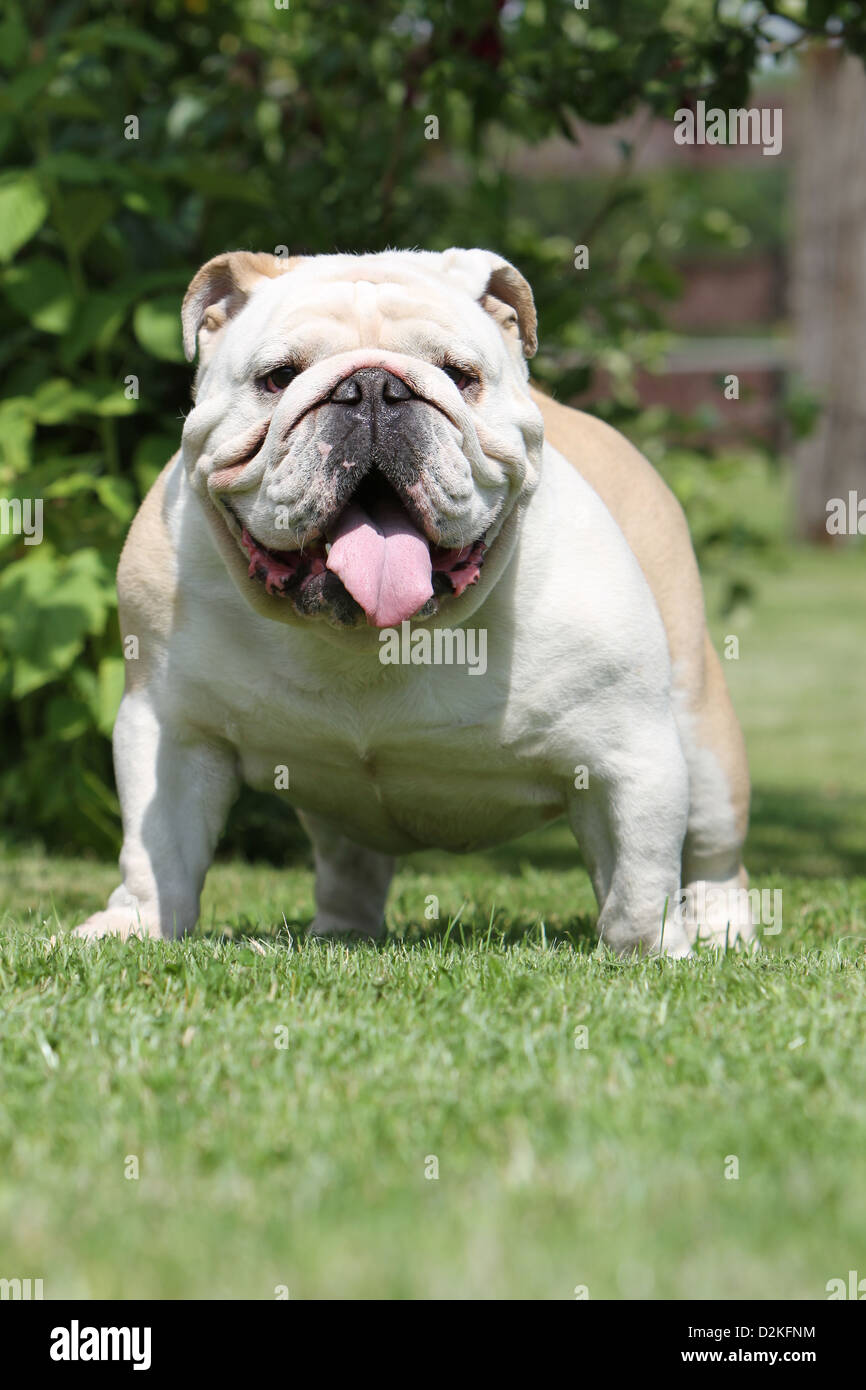 Dog English Bulldog adult standing in a garden Stock Photo - Alamy