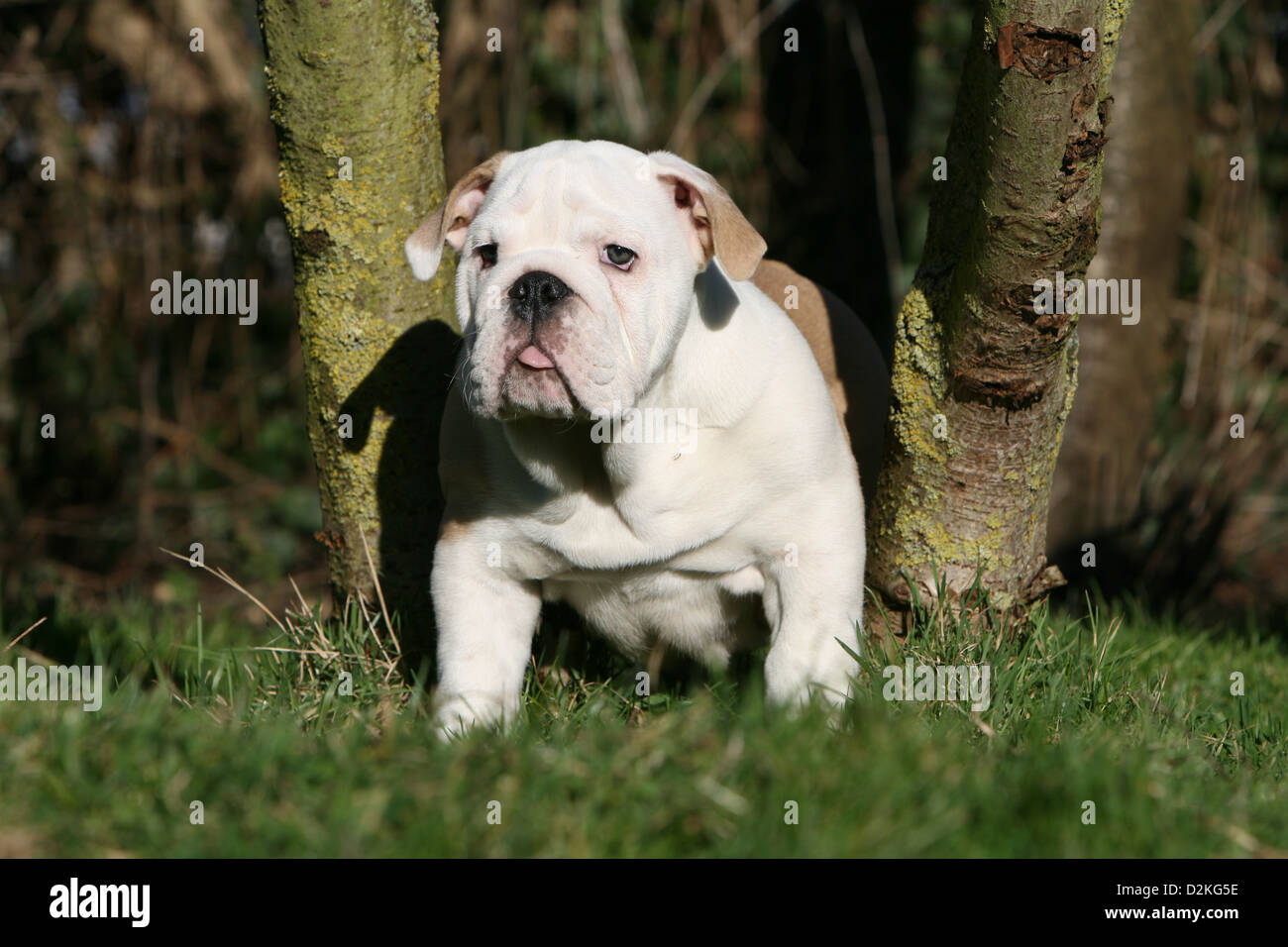 How To Train A Olde English Bulldog Puppy
