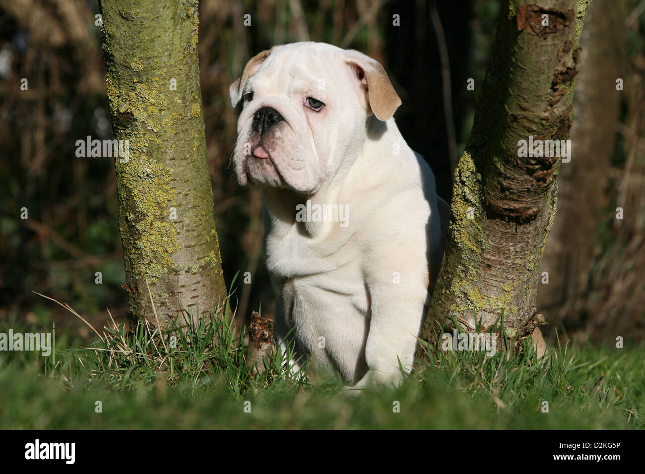 Dog English Bulldog puppy sitting between trees Stock Photo - Alamy