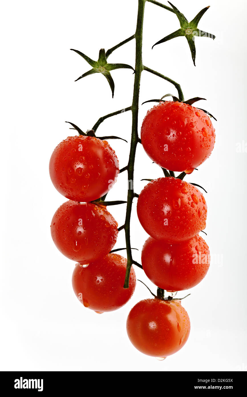 Cherry tomatoes on a branch on a white background Stock Photo - Alamy