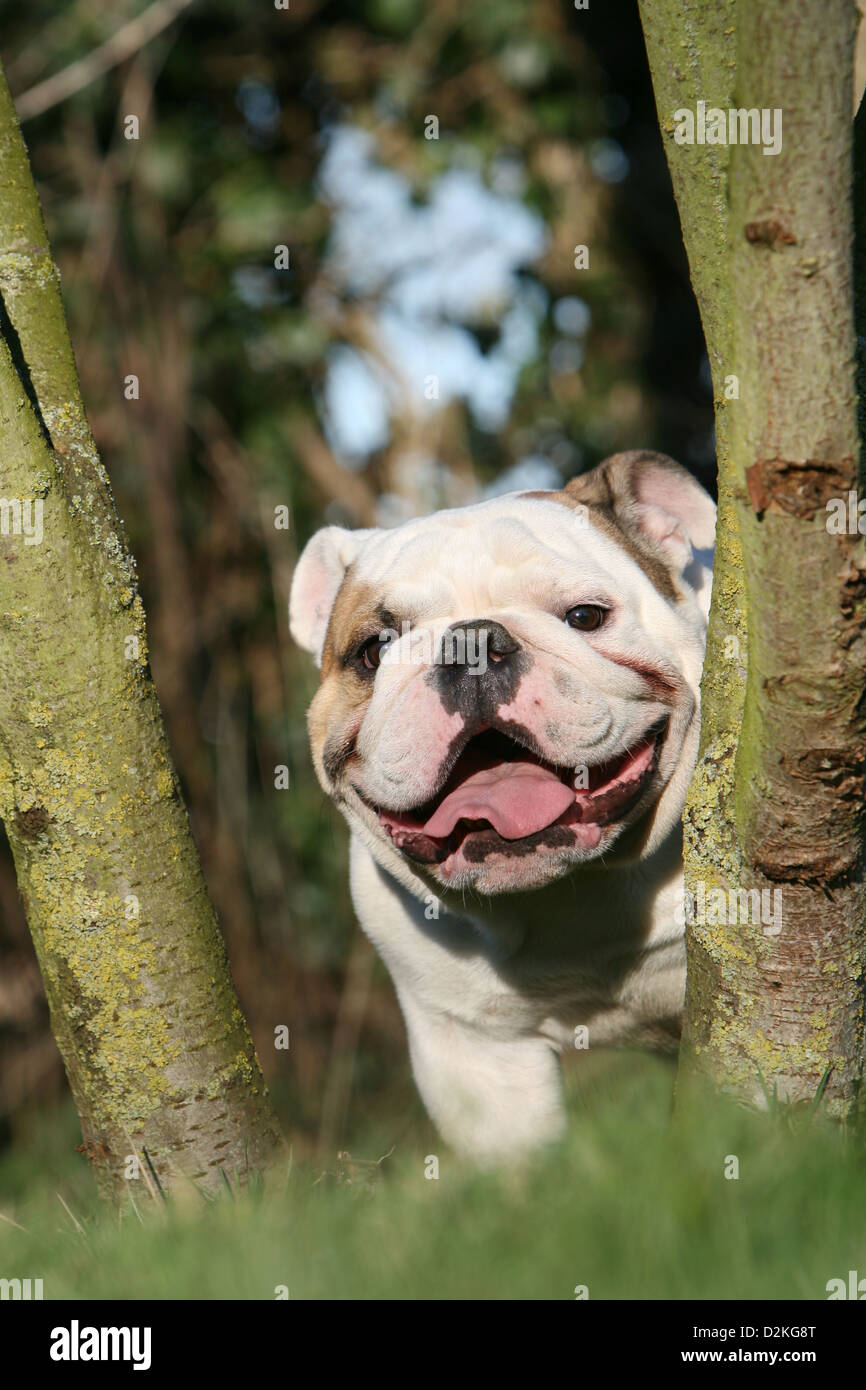 Dog English Bulldog adult standing between trees Stock Photo - Alamy