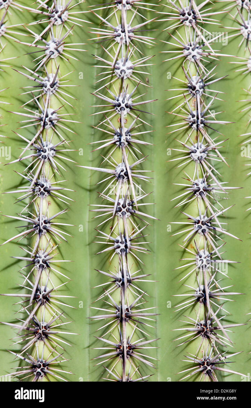 Close-up of a Cactus in Saguaro N.P. , Arizona, USA Stock Photo