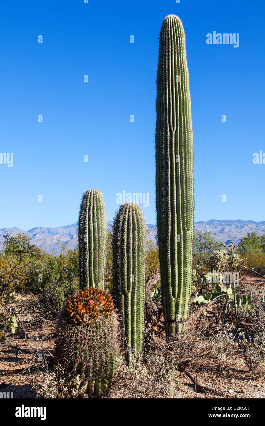 Cacti in Saguaro N.P. , Arizona, USA Stock Photo