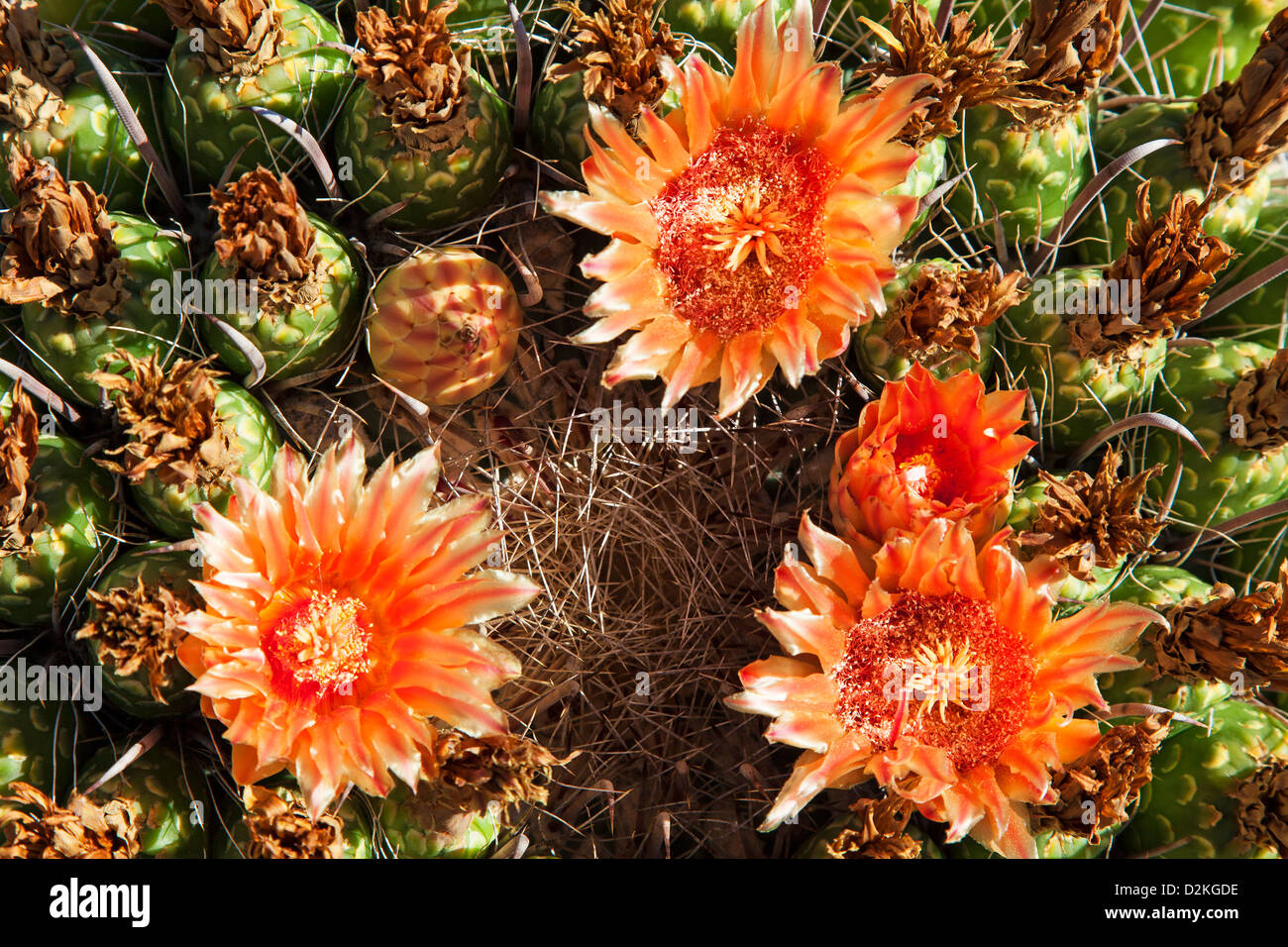 Cactus Flowers in Saguaro N.P. , Arizona, USA Stock Photo