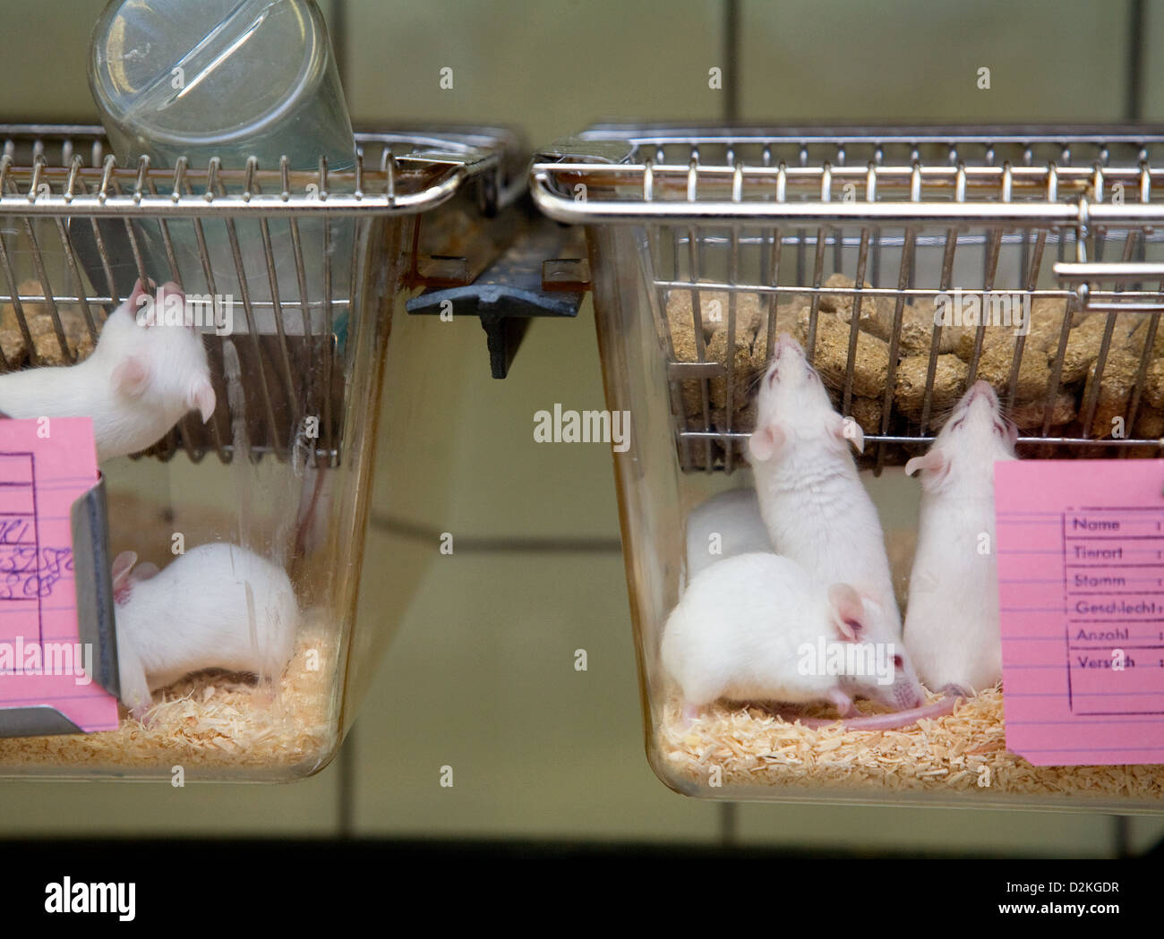 White mice cage hi-res stock photography and images - Alamy