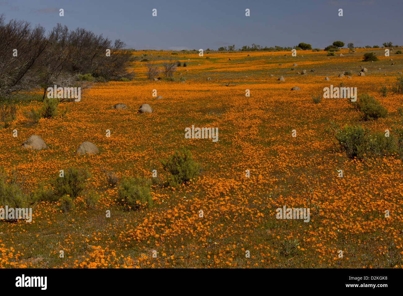 Ursinia cakilefolia hires stock photography and images Alamy