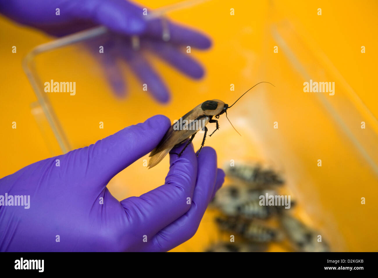 Germany, a hand with a glove holds a cockroach Stock Photo