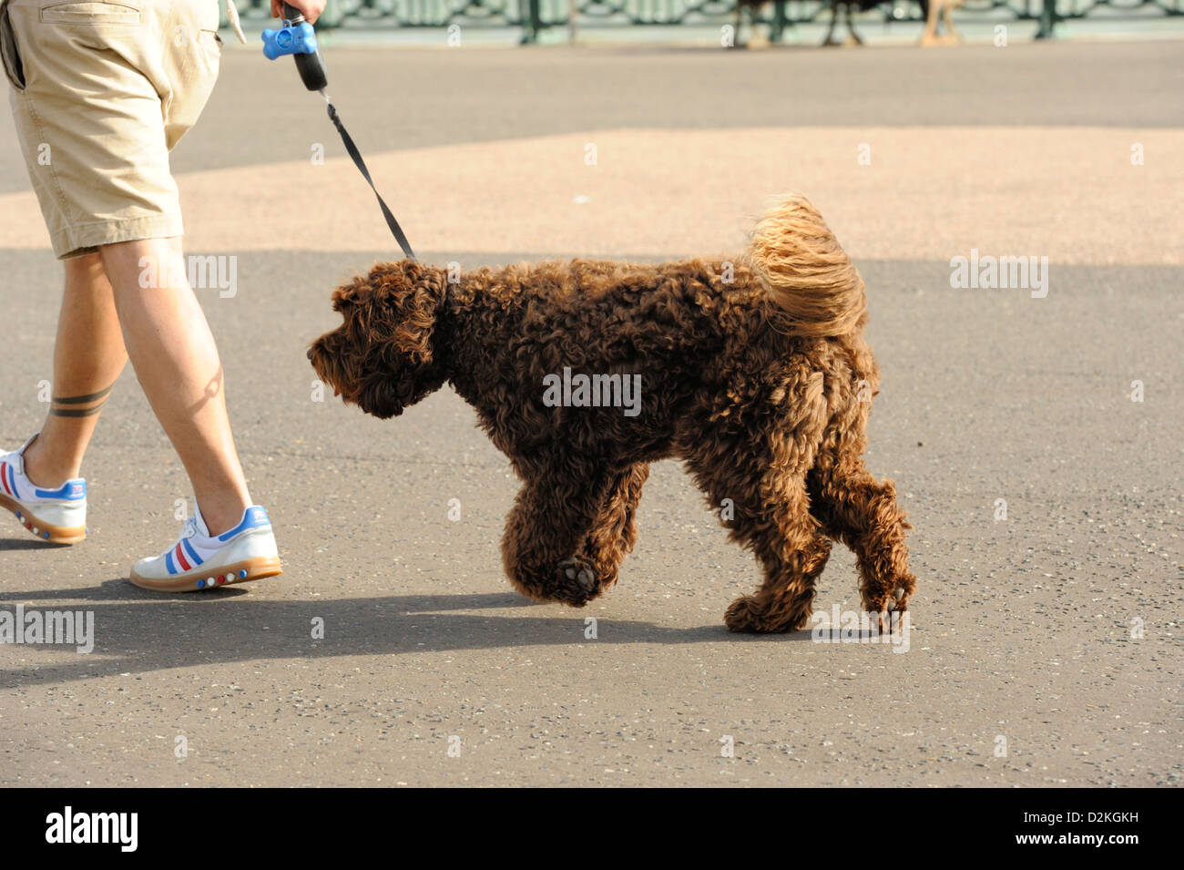 Long haired large terrier type dog on lead on Hove seafront Stock Photo