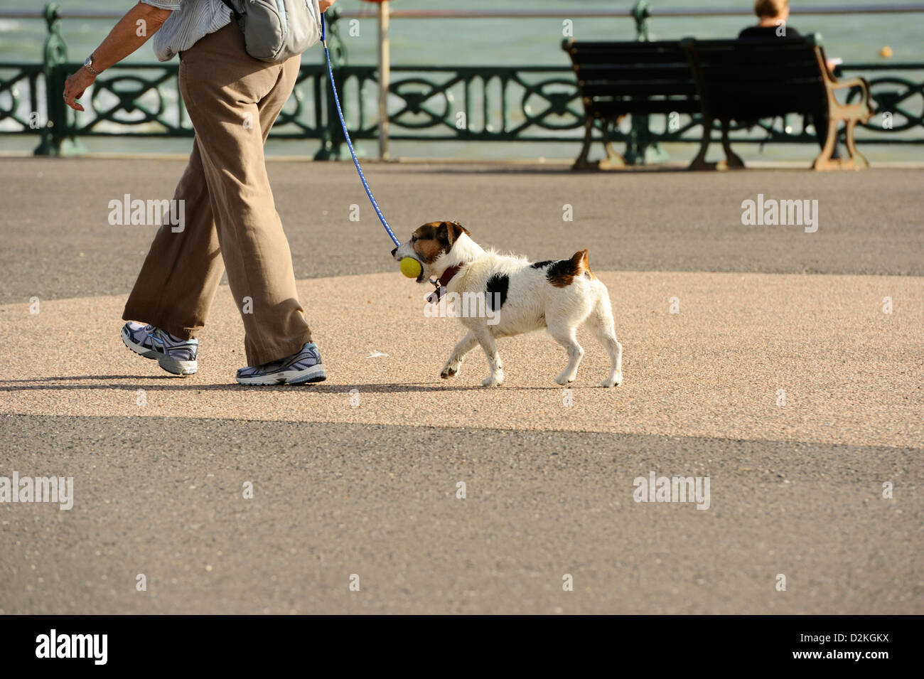 Dog on lead carrying a ball along Hove seafront Stock Photo