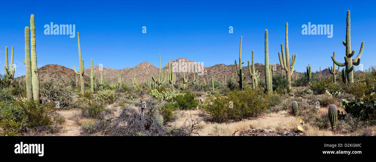 Giant Cacti in Saguaro N.P. , Arizona, USA Stock Photo