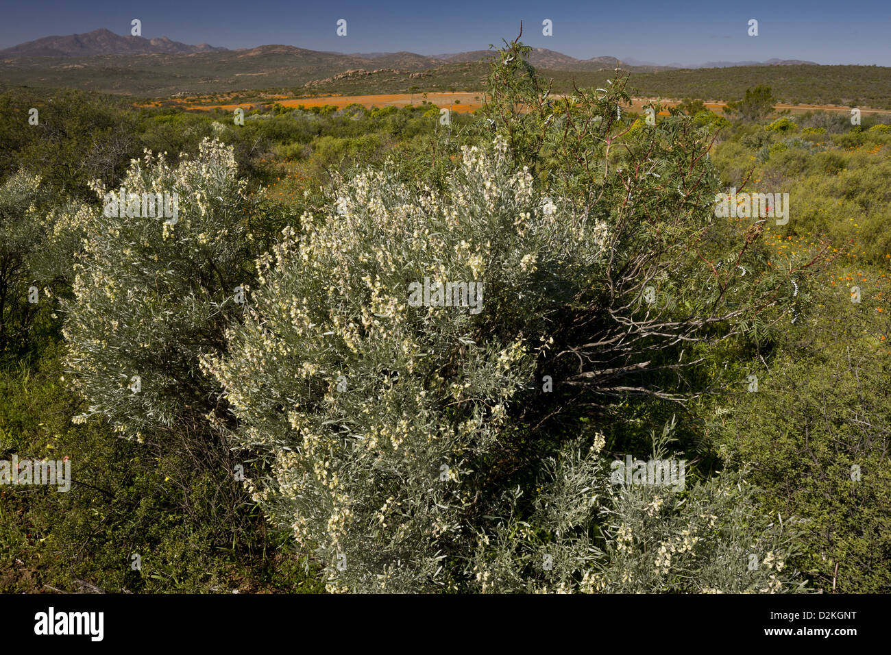 A leguminous shrub (Lebeckia sericea), Skilpad Nature Reserve, Namaqua Desert, Namaqualand. South Africa Stock Photo