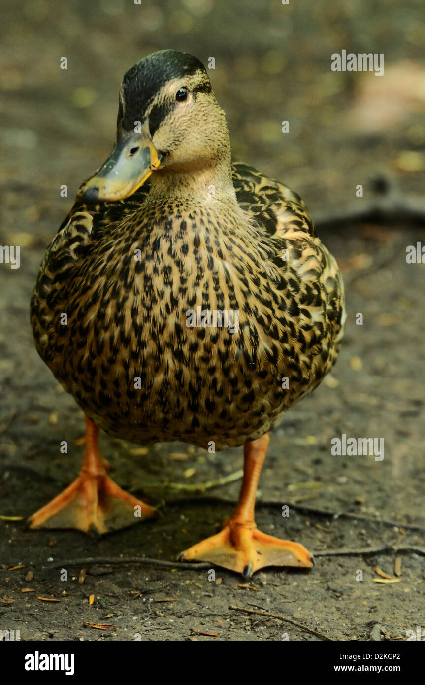 Mallard walking on a path Stock Photo Alamy