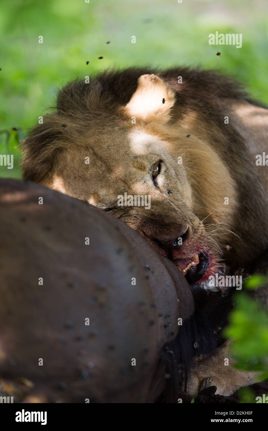 Lion eating a dead carcass Stock Photo
