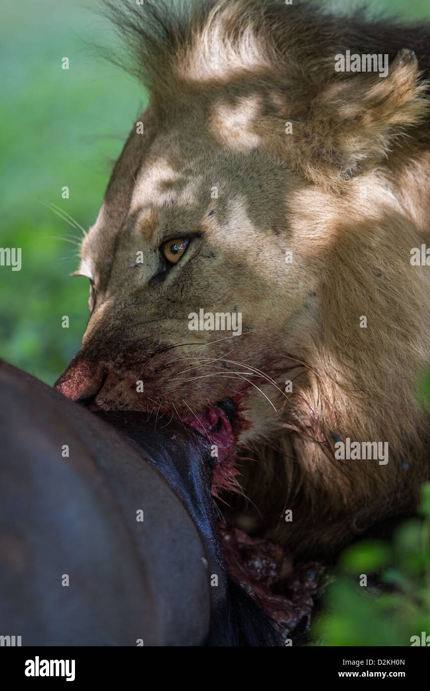 Lion eating a dead carcass Stock Photo