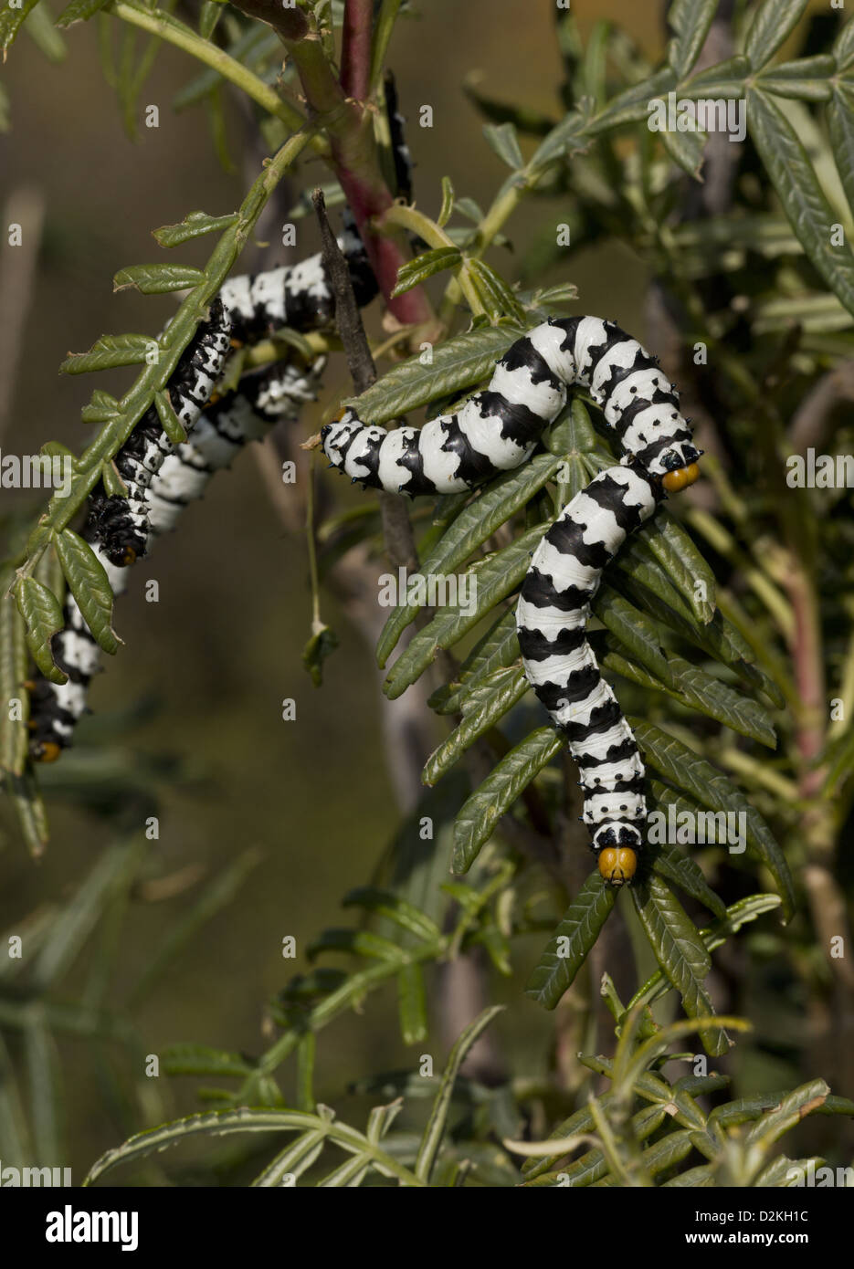 Caterpillars of the Roseate Emperor moth (Eochroa trimenii) on Melianthus, Namaqua Desert, Namaqualand. South Africa Stock Photo