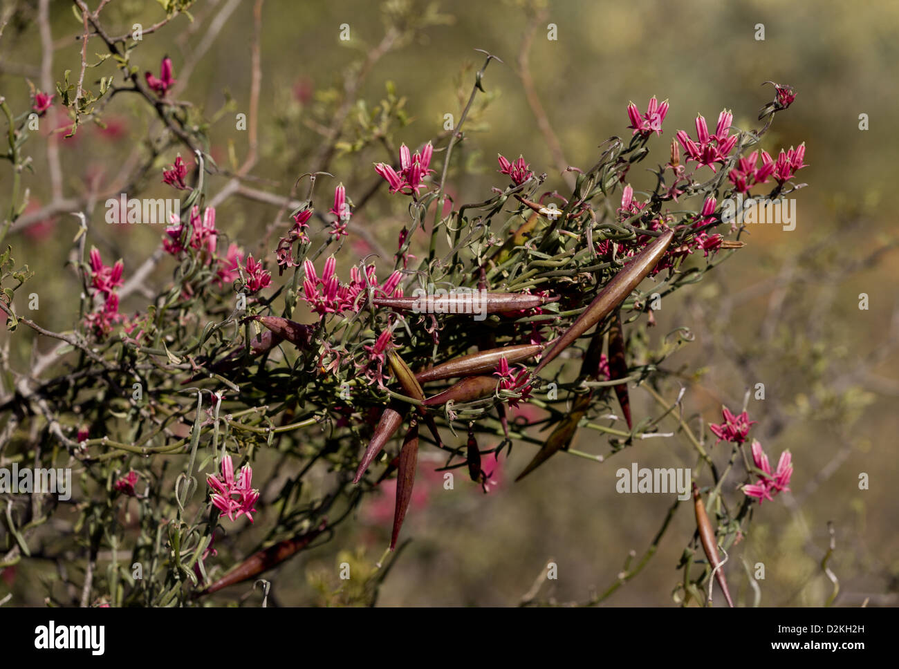 Wax Creeper (Microloma sagittatum) in flower and fruit, Namaqua Desert, Namaqualand, South Africa Stock Photo