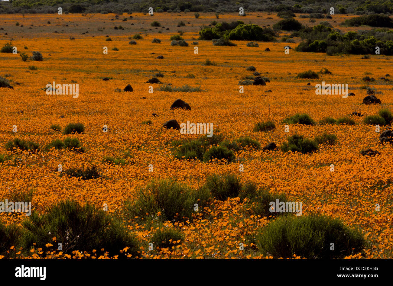 Termite mounds among Orange Daisies (Ursinia cakilefolia) Skilpad Reserve, Namaqua National Park, Namaqua Desert, South Africa Stock Photo