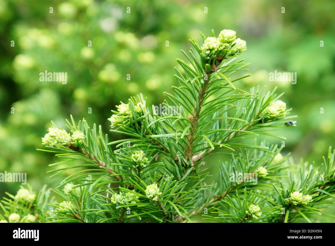 Young green branch of Christmas tree in natural light on a nature background. Stock Photo