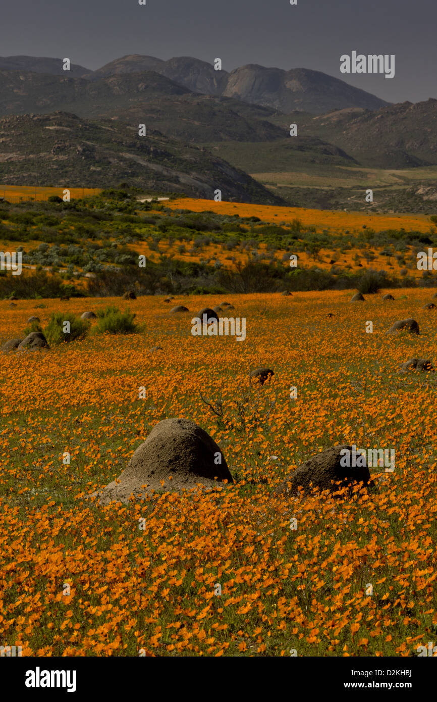 Termite mounds among Orange Daisies (Ursinia cakilefolia) Skilpad Reserve, Namaqua National Park, Namaqua Desert, South Africa Stock Photo