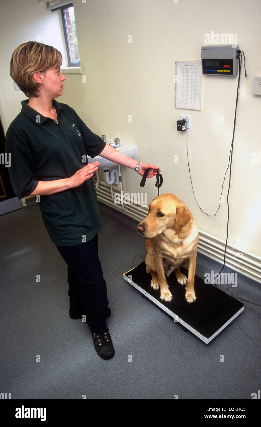 Veterinary nurse weighing guide dog, Wokingham Training Centre, Guide Dogs for the Blind Association, UK. Stock Photo