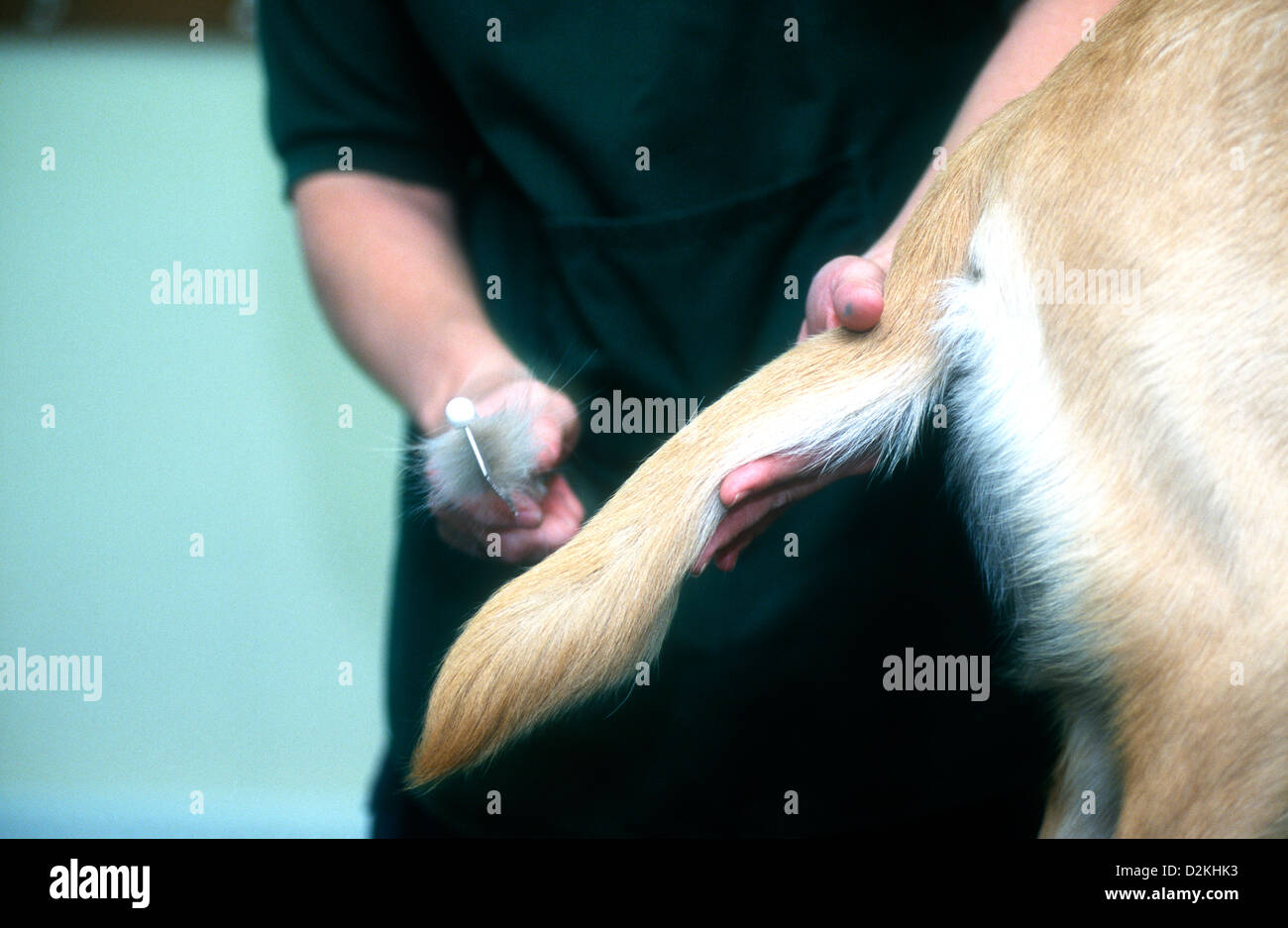 Guide Dog being groomed by veterinary nurse, Wokingham Training Centre, Guide Dogs for the Blind Association, UK. Stock Photo