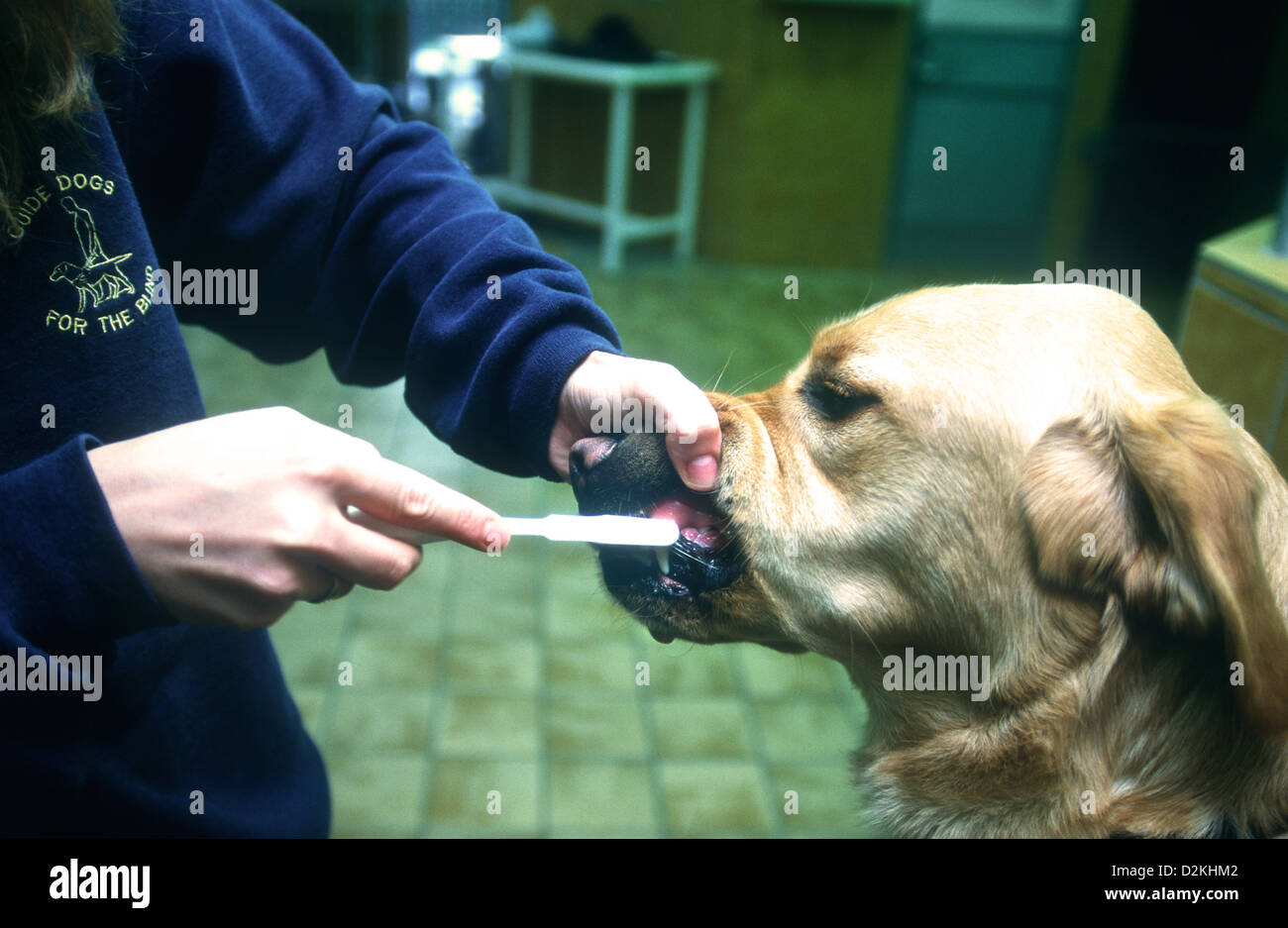 Staff member cleaning guide dog's teeth, Wokingham Training Centre, Guide Dogs for the Blind Association, UK. Stock Photo