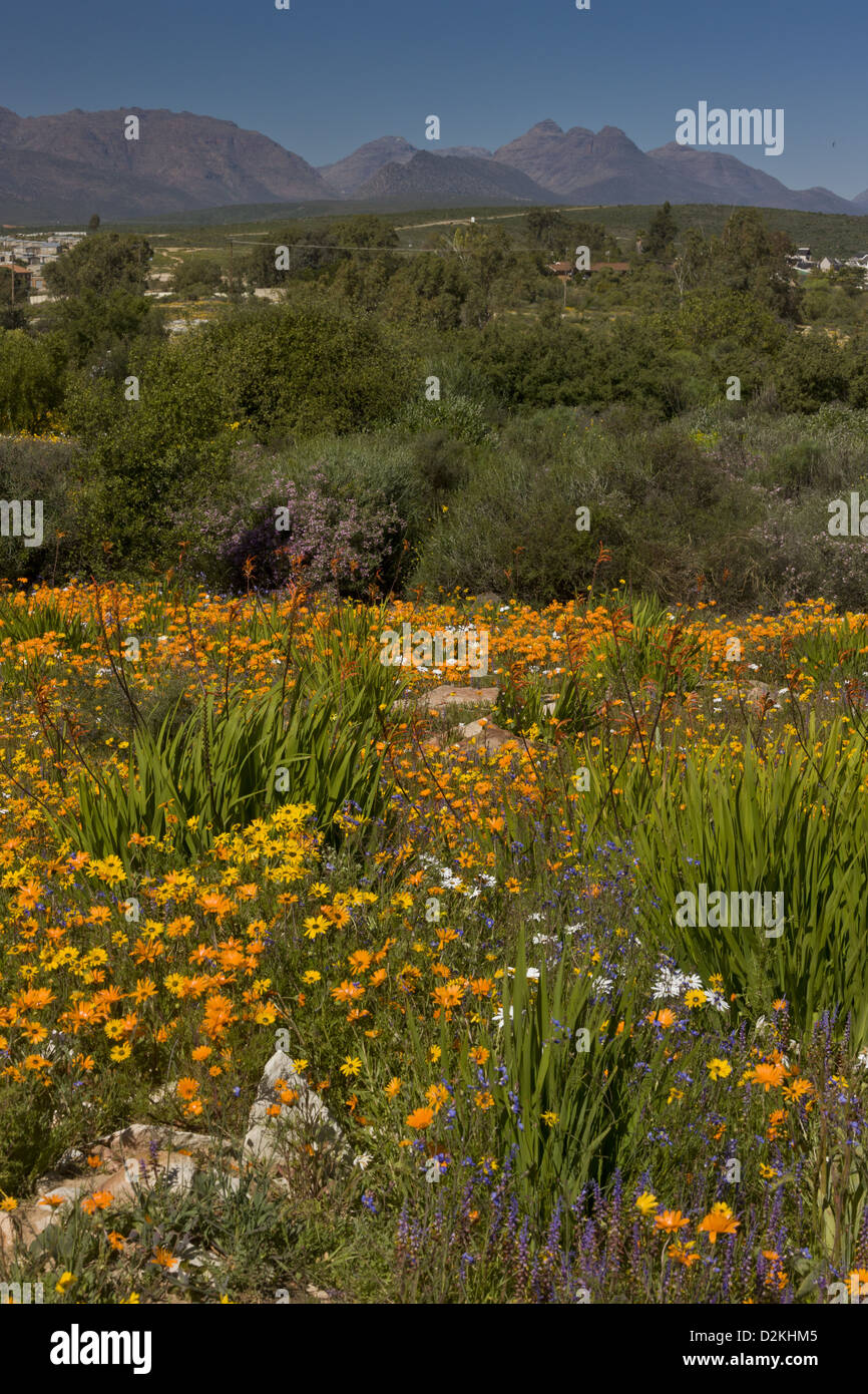 Ramskop Nature Reserve, wildflower reserve in Clanwilliam, Western Cape