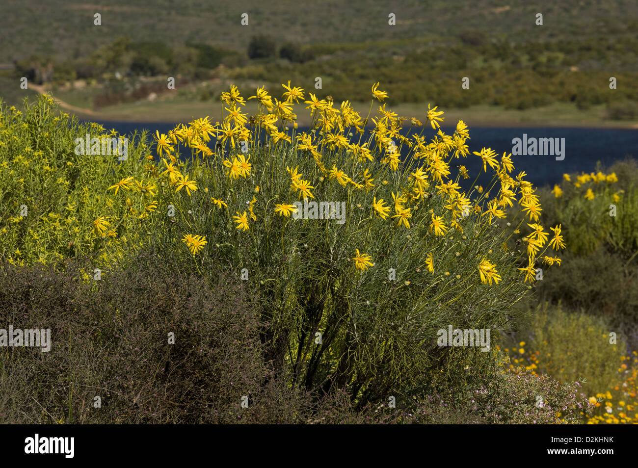 Clanwilliam euryops (Euryops speciosissimus) a large daisy bush, endemic to the Cederberg Mountains, South Africa Stock Photo
