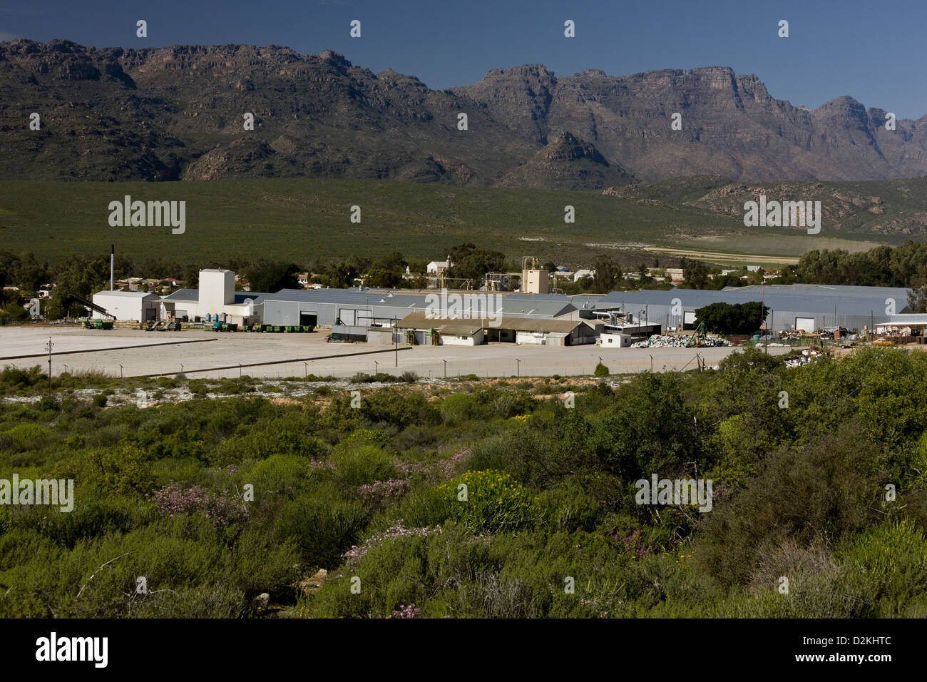 Clanwilliam rooibos redbush tea processing hires stock photography and