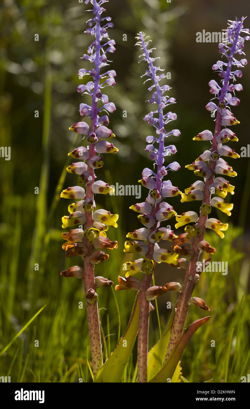 A small bulbous plant (Lachenalia mutabilis) in grassland, Cape, South Africa Stock Photo