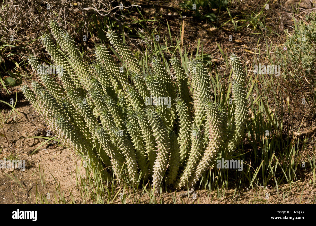 A succulent spurge, Euphorbia tuberculata, Cape area, South Africa Stock Photo