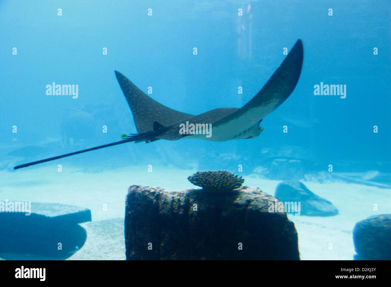 Stingray fish underwater. Atlantis hotel resort, Nassau Bahamas. Stock Photo