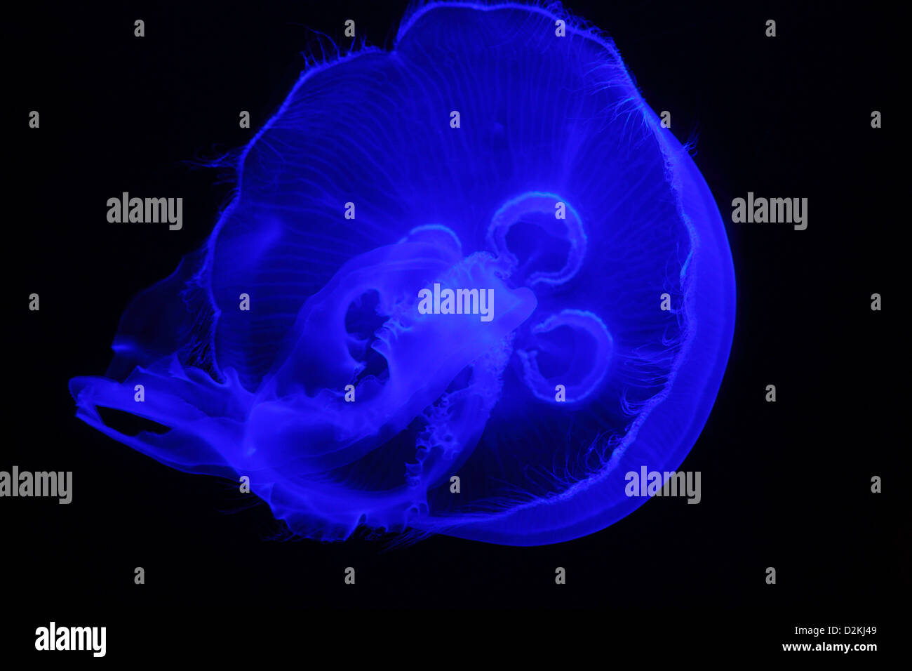 Jellyfish in Atlantis hotel resort in Nassau, Bahamas Stock Photo Alamy