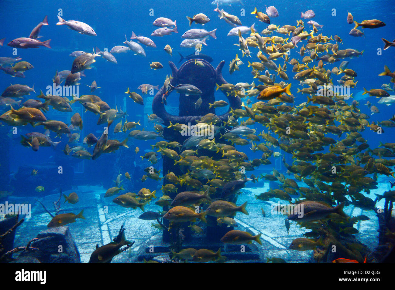 Aquarium In Atlantis Hotel Resort Nassau Bahamas Stock