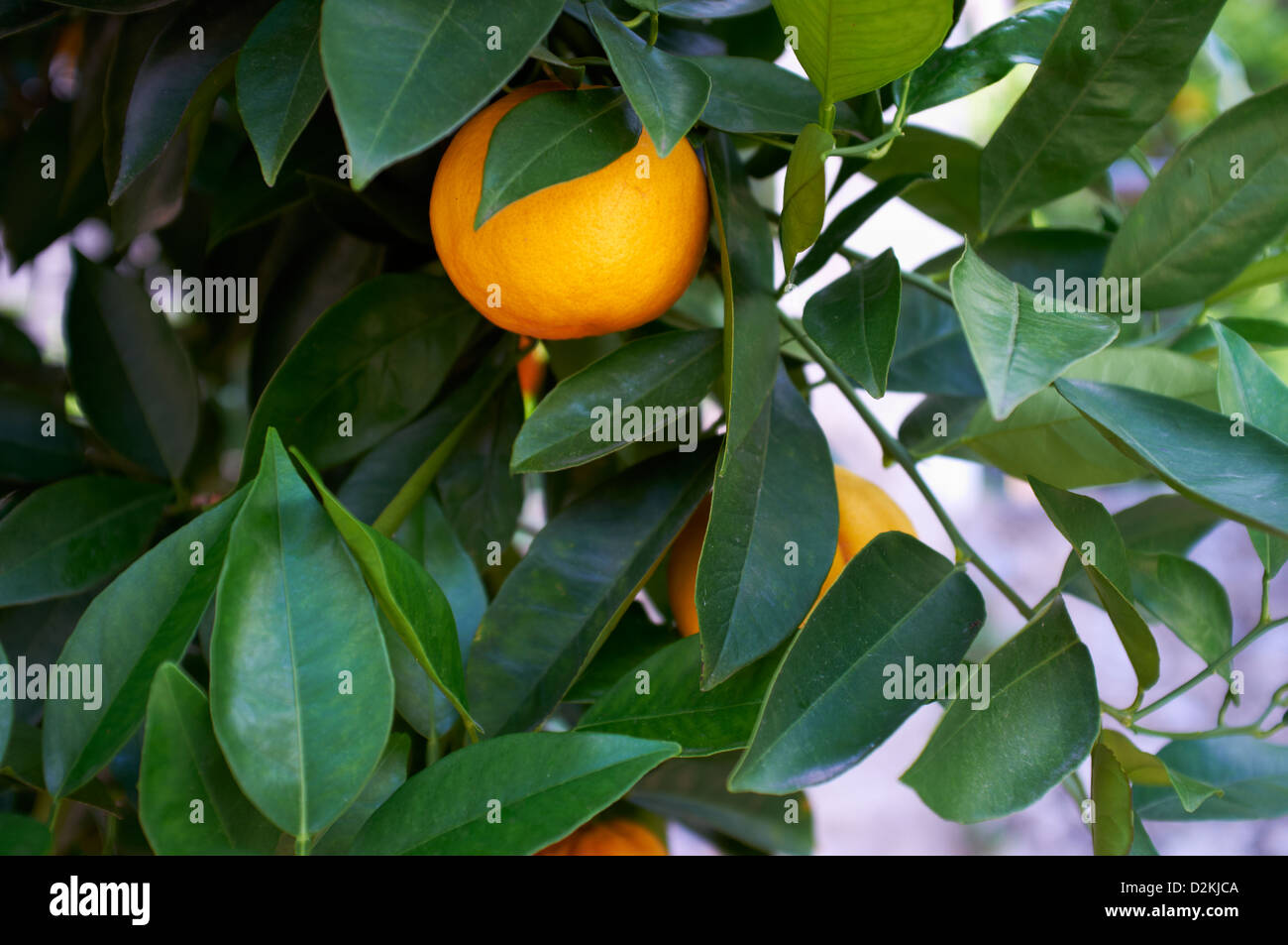 Orange growing on tree in Limone Lake Garda Italy Stock Photo