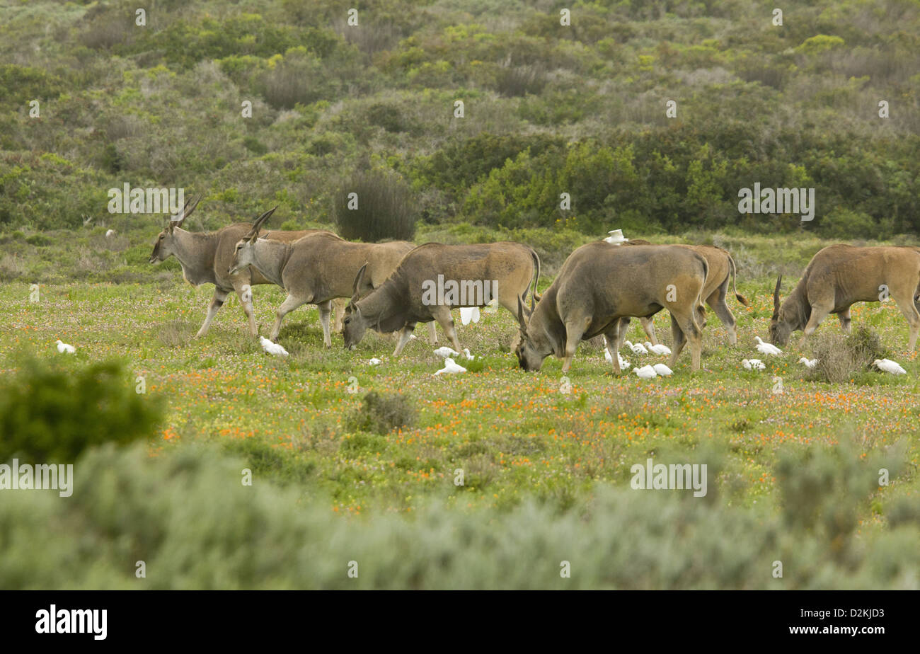 Common Eland (Taurotragus oryx) herd, with associated Cattle Egrets, grazing damp pastures, Postberg, Western Cape, South Africa Stock Photo