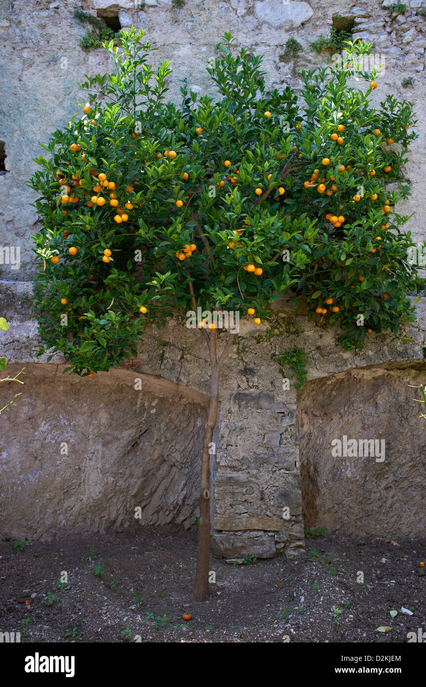 Kumkwat oranges growing on tree in Limone Lake Garda Italy Stock Photo