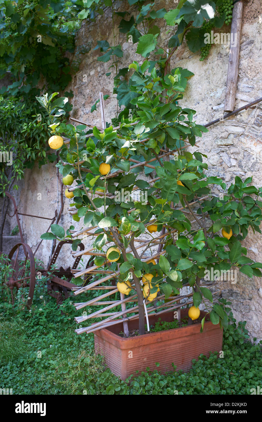 Lemons growing on small trees limone, Lake Garda Italy Stock Photo