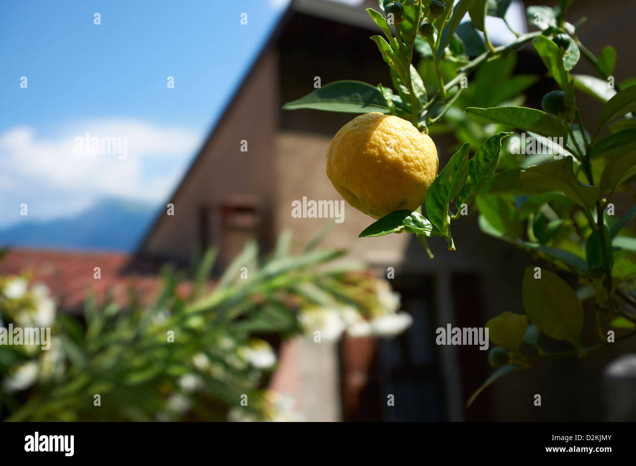 Orange tree rooftops of Limone Lake Garda Italy Stock Photo