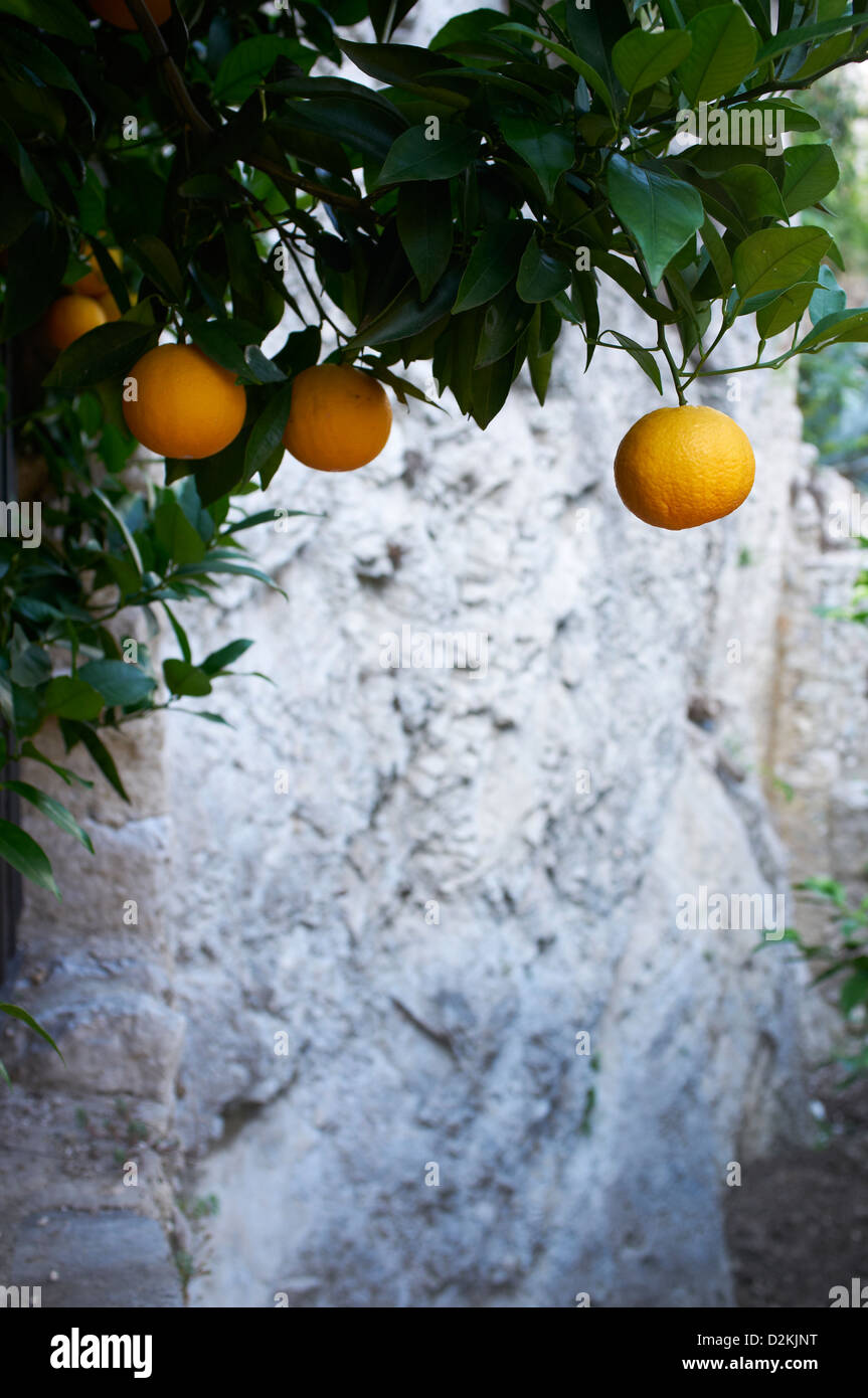 Oranges growing on tree in Limone Lake Garda Italy Stock Photo