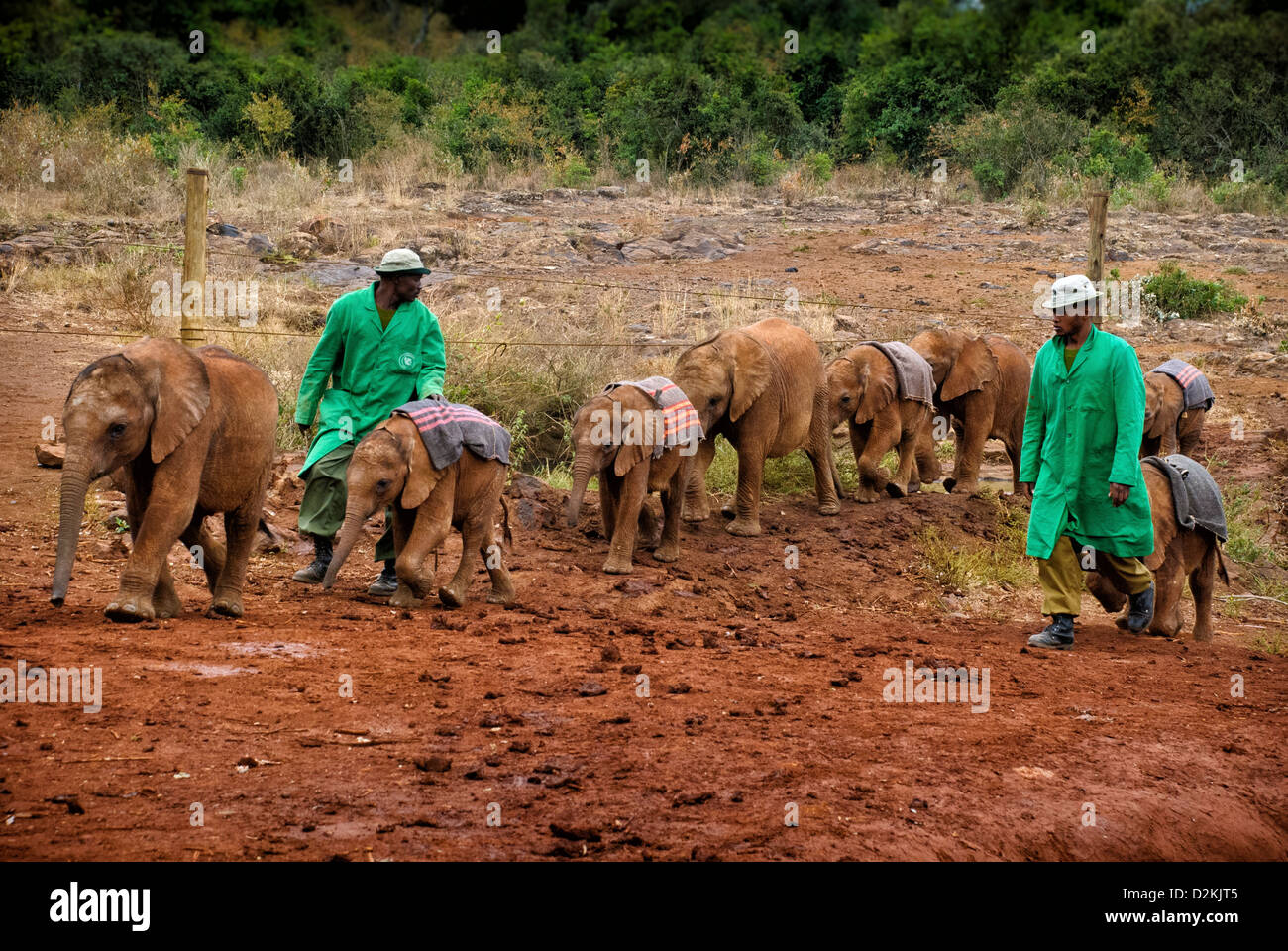 Keepers at the Sheldrick Elephant Orphanage bringing rescued orphan elephant babies to meet the public at the waterhole, Kenya Stock Photo