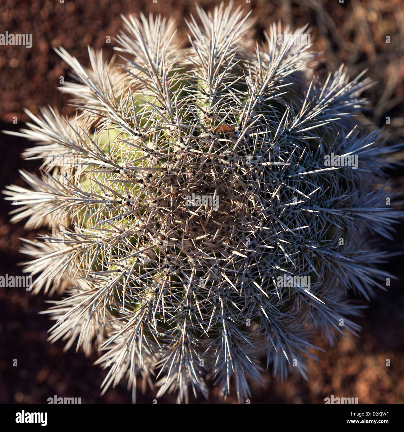 Cactus seen from above in Saguaro N.P. , Arizona, USA Stock Photo